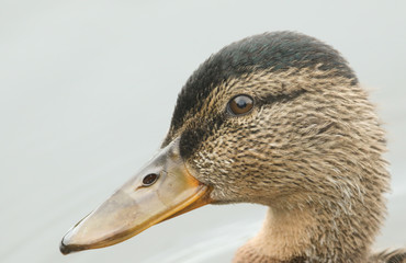 A head shot of a cute juvenile Mallard Duck (Anas platyrhynchos) swimming in a river.