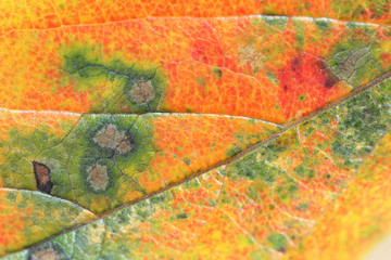 秋イメージ　紅葉した柿の葉の背景