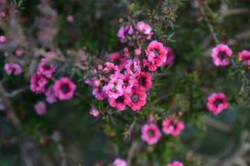 ニュージーランドの高級蜂蜜マヌカハニーの蜜源として有名なギョリュウバイ