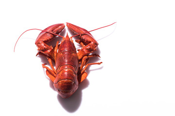 Lobster on white background with copy space