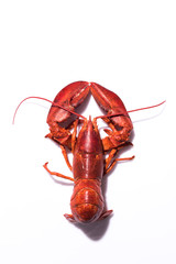 Lobster on white background with copy space