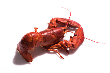 Lobster on white background with copy space