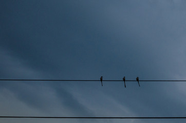 Group of three small birds standing on the cable of light on a rural road, behind them the background of a cloudy sky