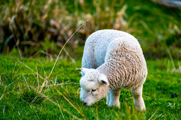 sheep grazing on the green farm. Fresh sunny with a warm light day.