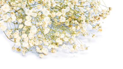 Shallow depth of dried white gypsophila flower bouquet on white background. Copy space for text.