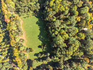 aerial top view of city park trees in autumn. trees with yellow foliage. Drone photography