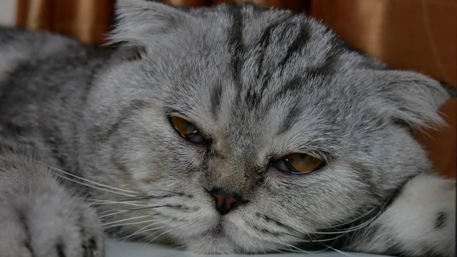 Scottish fold cat open your eyes after awakening. Cat are to pay attention to something.
