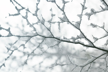 Winter time. branches of trees in the snow. Winter nature background.Winter mood.