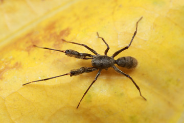 spider on yellow leaf.