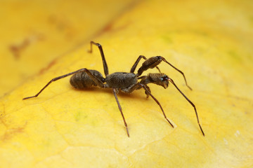 spider on yellow leaf.