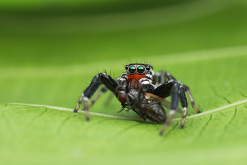 jumping spider and prey on green leaf in nature