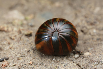 millipede on floor in nature