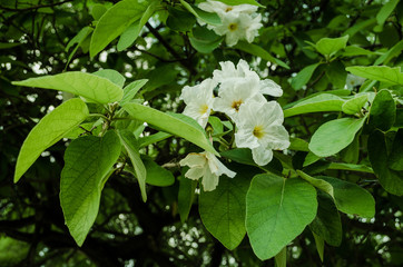 White flowers surrounded by green leaves, natural contrasting colors of flowers.