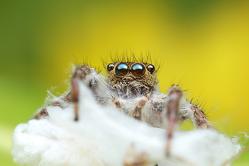 dead jumping spider on spider hive with green and yellow background