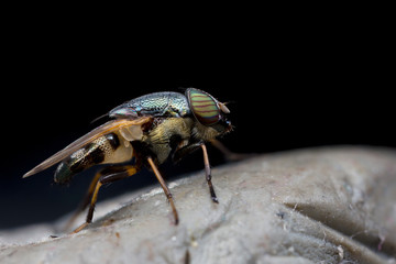 close up fly