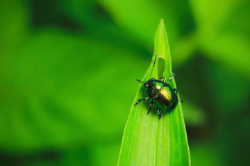 Beetle on green leaf
