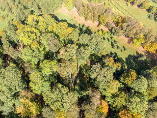 autumnal natural landscape. Park trees top view. drone photography