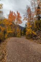 Fototapeta premium Mountain road in the fall, autumn aspens