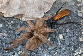 Tarantula Hawk with its prey