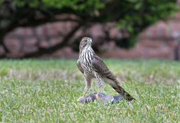Cooper's Hawk with a White-winged Dove