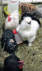 Chinese silk chicken, Australorp black and motley, kokhinhin and other breeds of chickens

