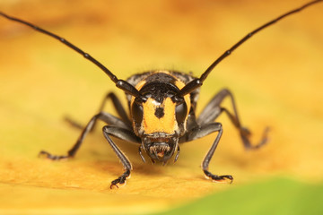 Long horned Beetle on yellow leaf