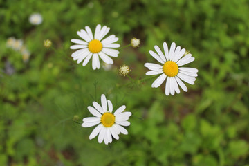 Fototapeta premium Daisies in the meadow close-up