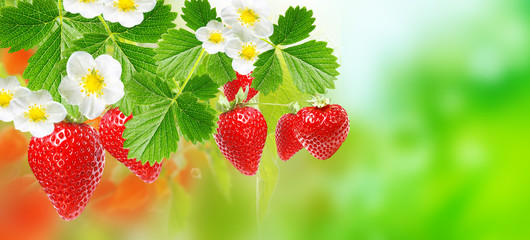 tasty fresh garden strawberries