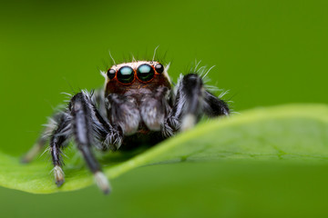 jumping spider on green leaf in nature