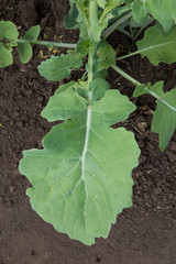 Canola mature leaf with petiole on plant.
