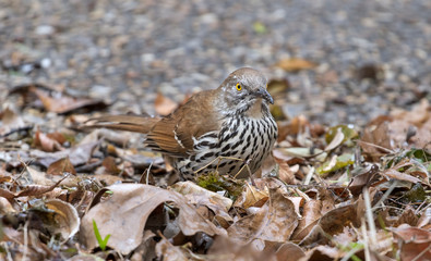 Long-billed Thrasher