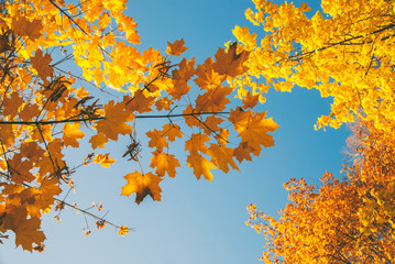 Autumn Yellow Leaves on a tree in sunny day. Up view