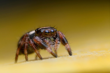 jumping spider on yellow leaf
