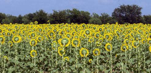 Obraz premium Shy Sunflowers