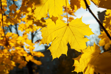 Naklejka na ściany i meble Autumn Yellow Leaves on a tree in sunny day