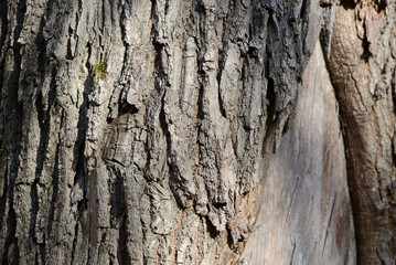 The bark of a pine tree illuminated by the sun close up
