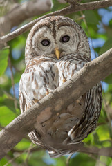 Barred Owl