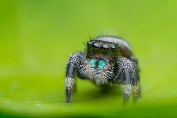 jumping spider on green leaf in nature