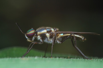 soldier fly on green leaf