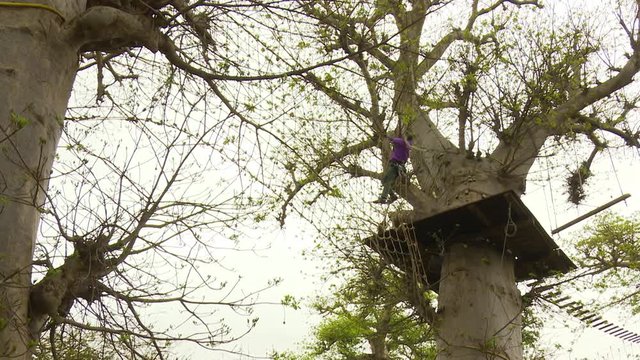 Animator of an adventure park jumping in a net tied between baobabs in a forest near Dakar
Accrobaobab adventure is the only park in the world solely built on baobabs.