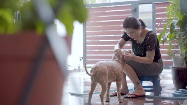 A brown colour  poodle dog talking shower