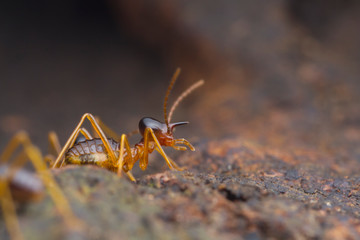 closeup worker termite on the ground