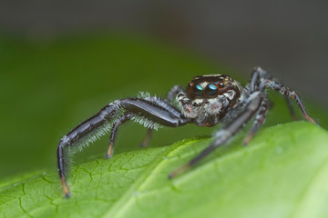 jumping spider on green leaf in nature