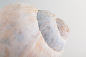 Shell on white background closeup