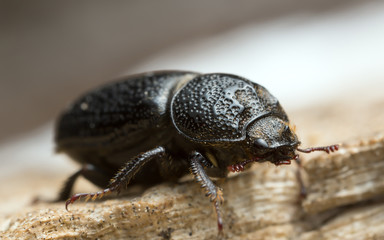 Male rhinoceros beetle, Sinodendron cylindricum on wood