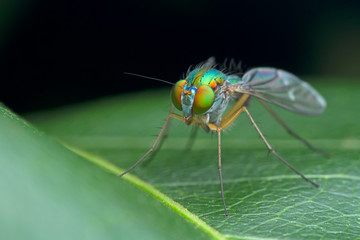 Long legged fly on green leaf in nature