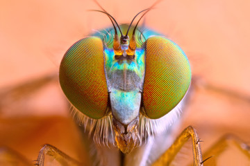 extreme magnified Long legged Fly head and eyes