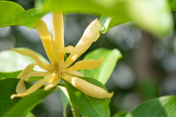 White Champaka Flowers and Green Leaves With Sunlight.