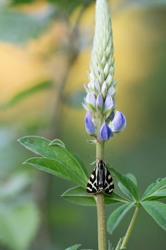 Wood tiger, Parasemia plantaginis resting on lupin