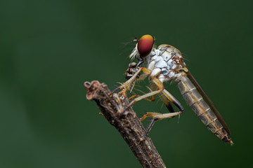 robber fly and prey in nature